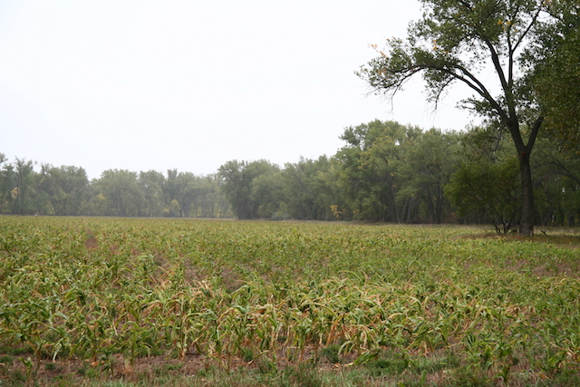 drought-affected-corn